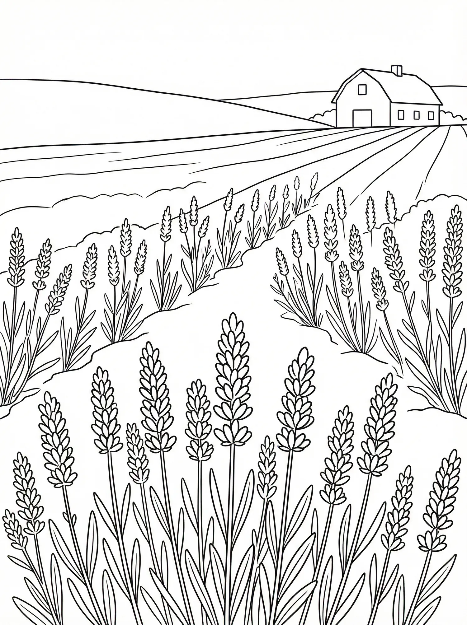 Lavande Provençale - pack Nature & Fleurs